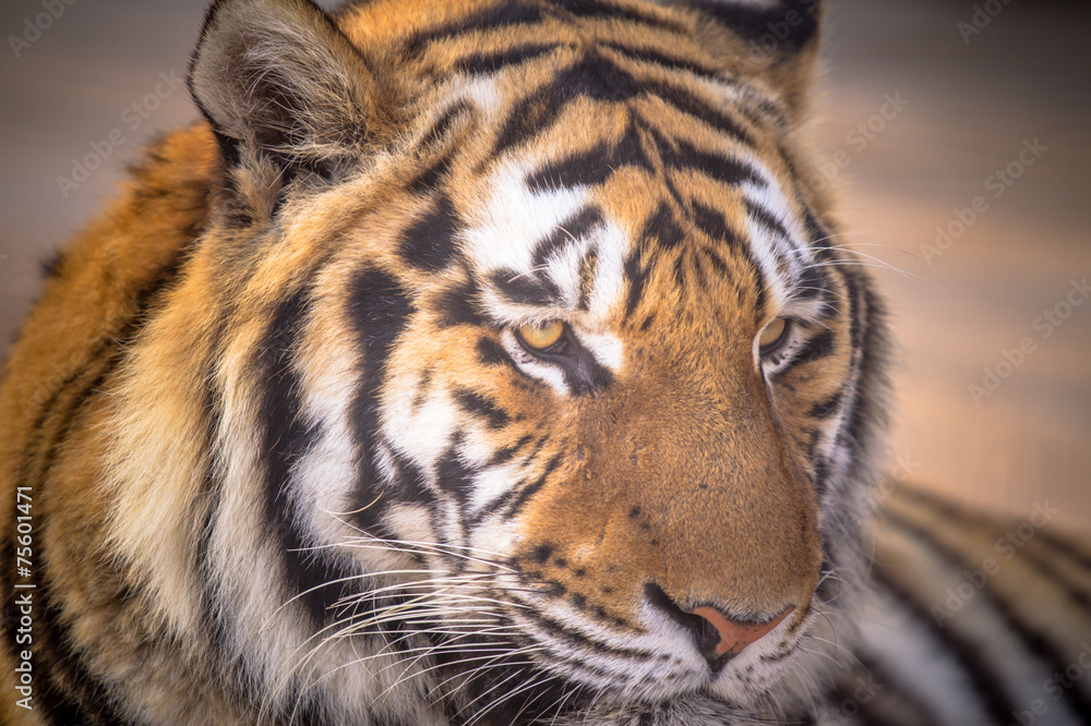 Fototapeta premium Amur tiger