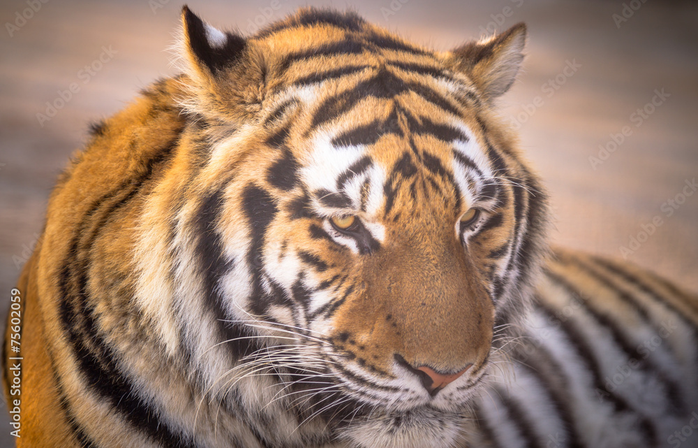 Amur tiger Amur tiger