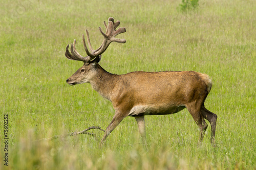 Red deer