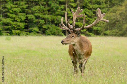 Red deer