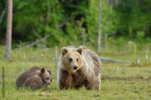 Bear with cubs in the swamp