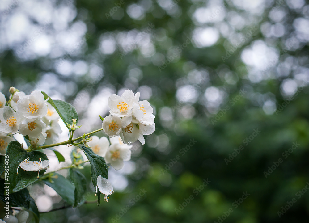spring flowers with dew jasmine closeup
