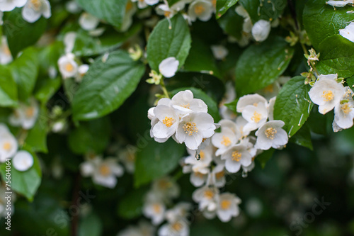 spring flowers with dew Jasmine