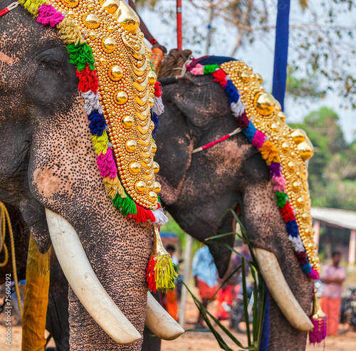 Photography Decorated elephants in Hindu temple at festival