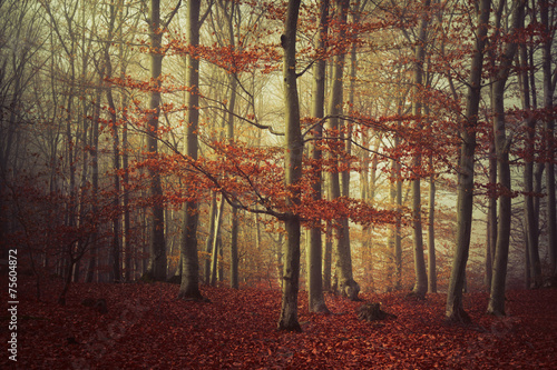 Orange trees in foggy forest