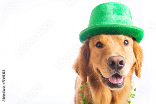 St. Patrick's Day Dog