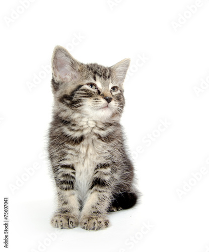 Cute tabby kitten on white