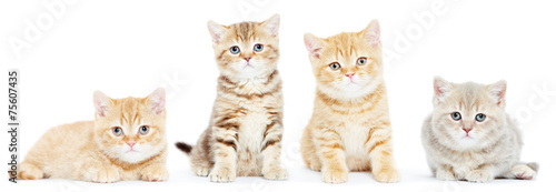 British Shorthair kitten cat