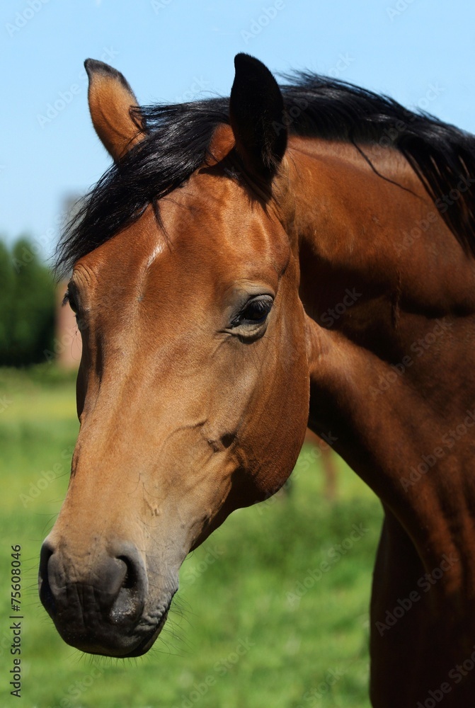 Naklejka premium Beautiful Horse