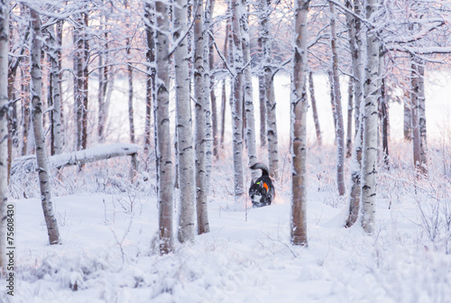 Swedish Elkhound in winter landscape photo