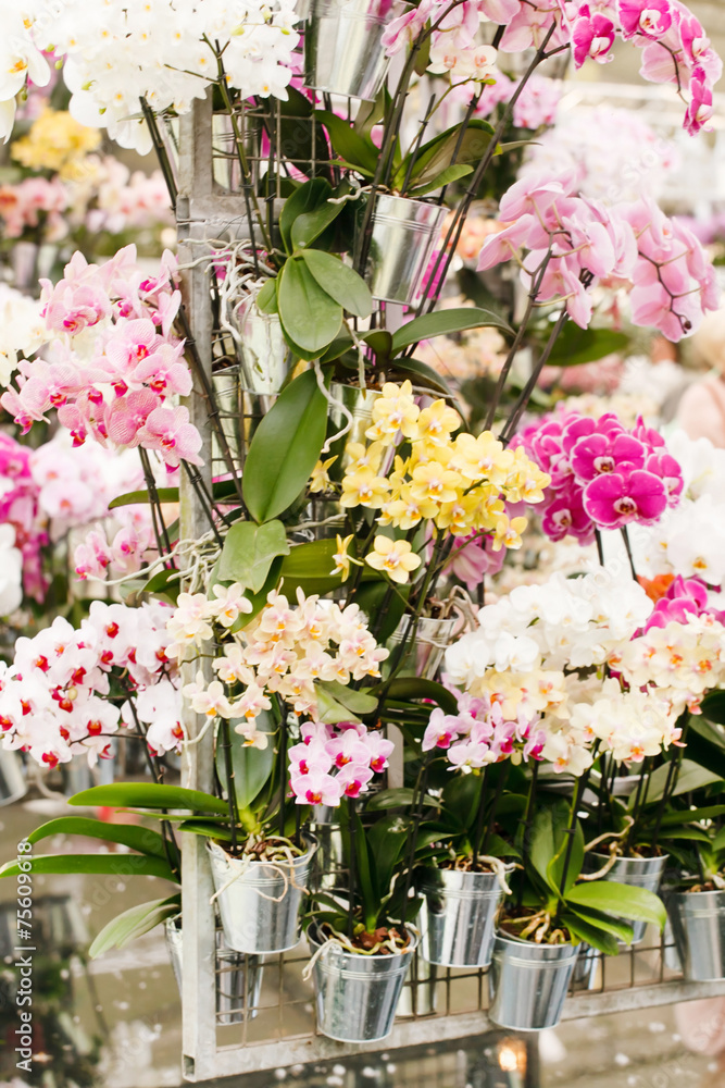 beautiful orchid beautiful orchid