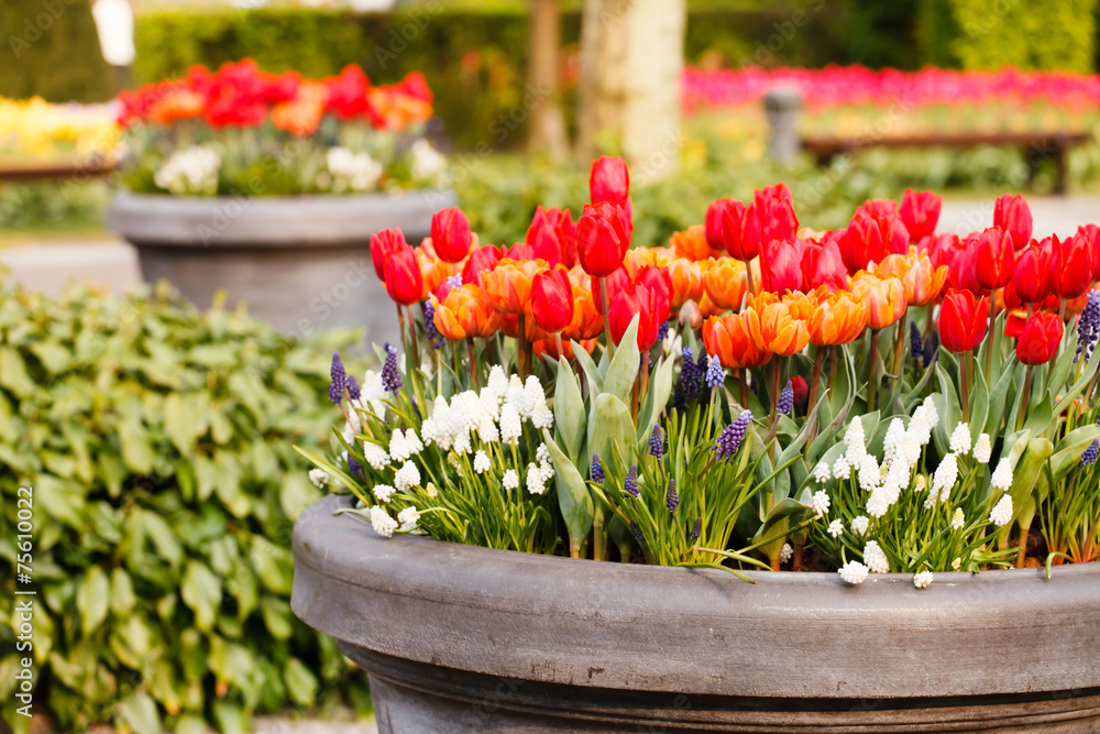 sping garden sping garden
