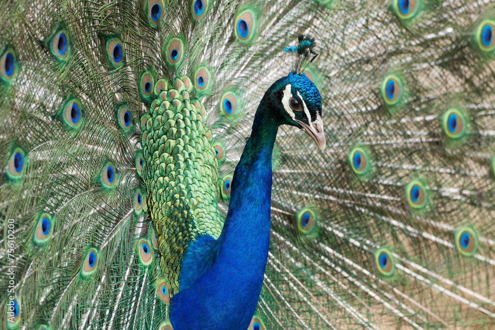 Fototapeta premium Peacock