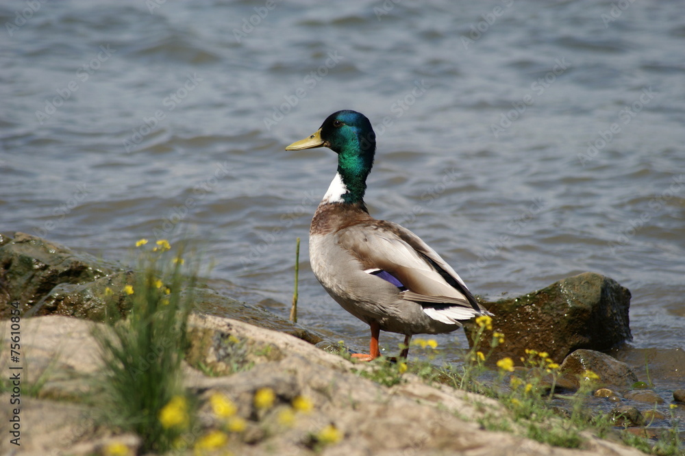 Obraz premium Wildente