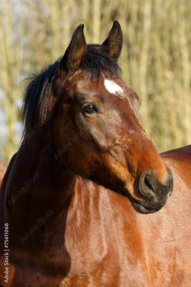 Obraz premium Brauner mit Stern