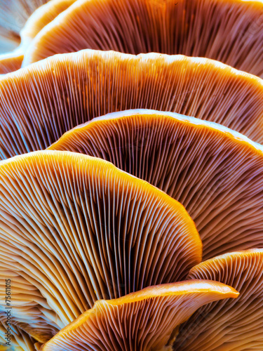 wild winter forest mushroom