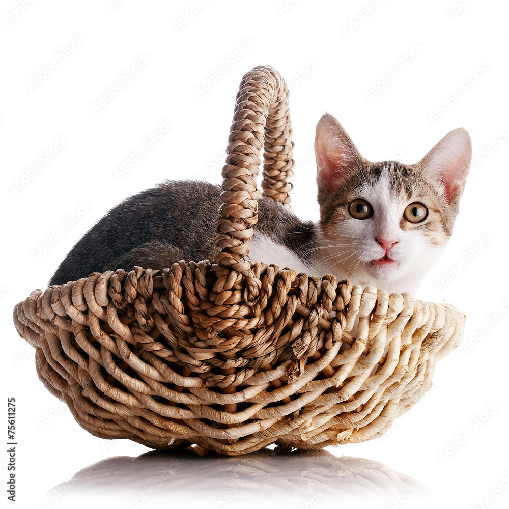 Kitten in a wattled basket