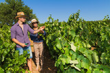 Young couple, vine growers, in the vineyard.
