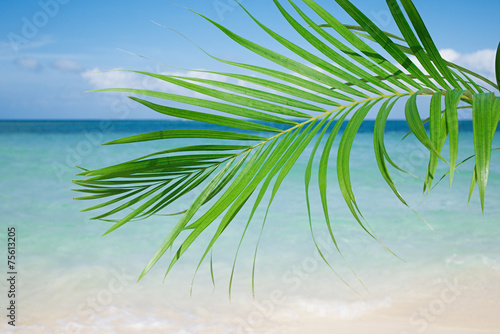 Palm leaf  blue sea and tropical white sand beach ander the sun