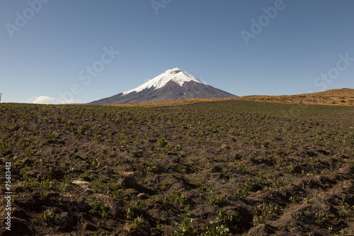 Growing potatoes and Cotopaxi in the background