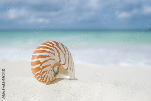 nautilus shell on white beach sand, against sea waves