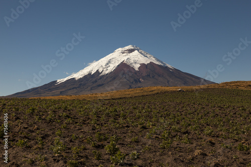 Potato crops in Cotopaxi back and blue sky