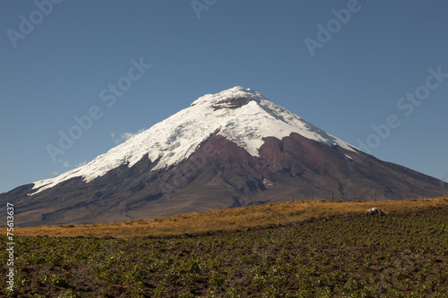 Growing potatoes and Cotopaxi, Ecuador photo