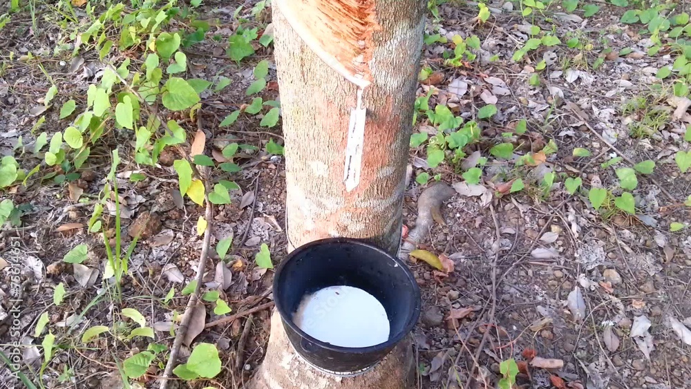 Hevea brasiliensis and latex in Thailand Hevea brasiliensis and latex in Thailand