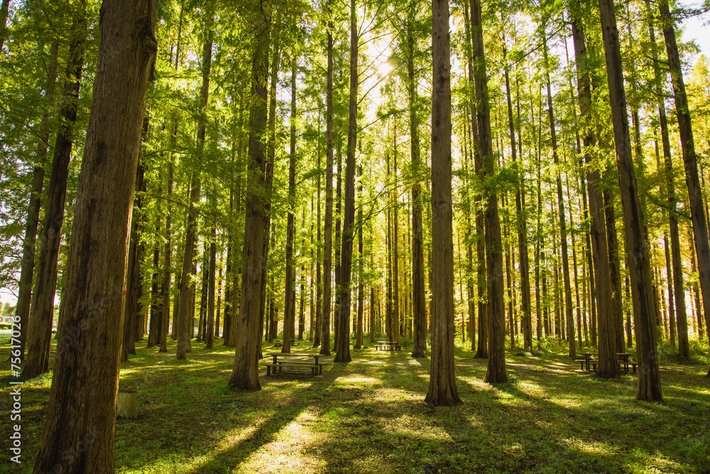 Obraz premium Las wiosna