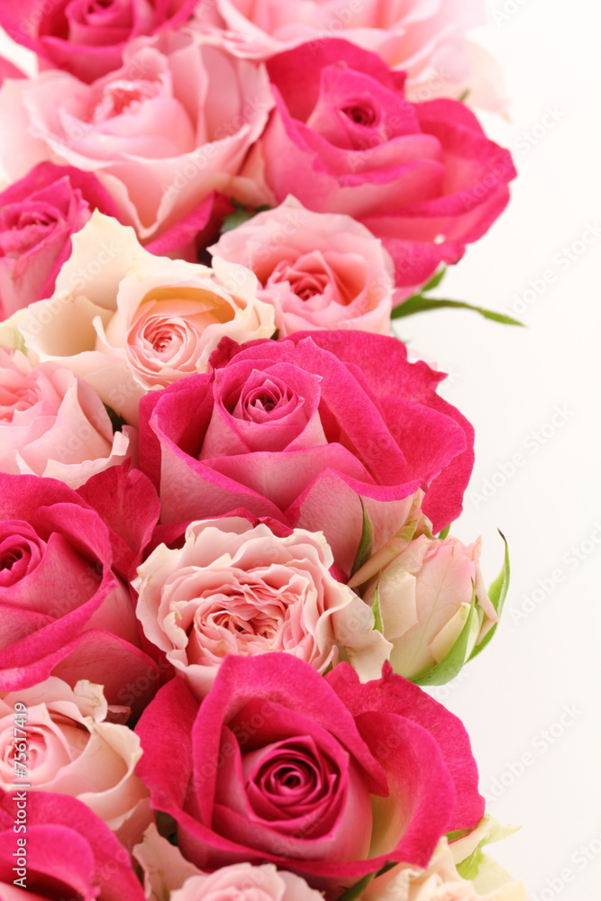 Fototapeta premium 薔薇