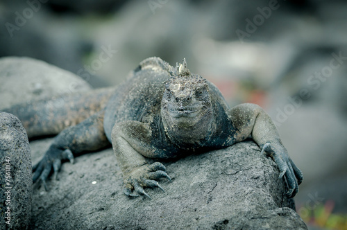 Fototapeta Naklejka Na Ścianę i Meble -  iguanas in san cristobal galapagos islands