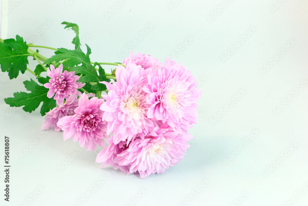 Obraz premium 菊の花