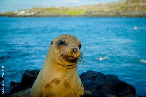 closeup portrait of sea lion's face galapagos islands