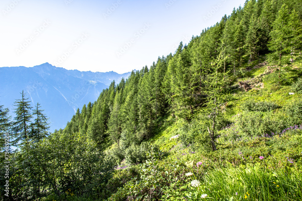 French alpine landscape with forest, meadows and mountains