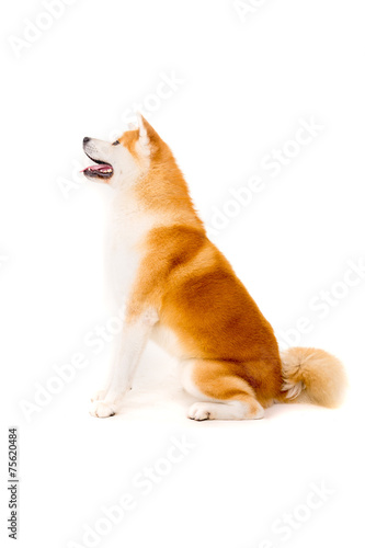 Akita Inu photo