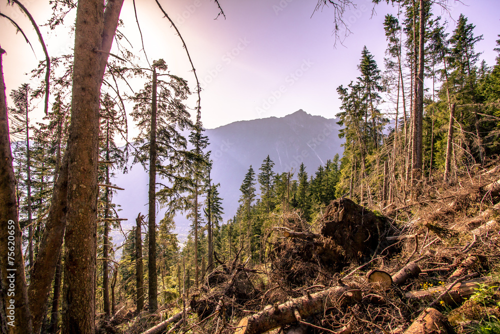 French alpine landscape with forest, meadows and mountains French alpine landscape with forest, meadows and mountains