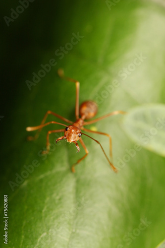 Ants walking on the Leaf. © chenhawnan
