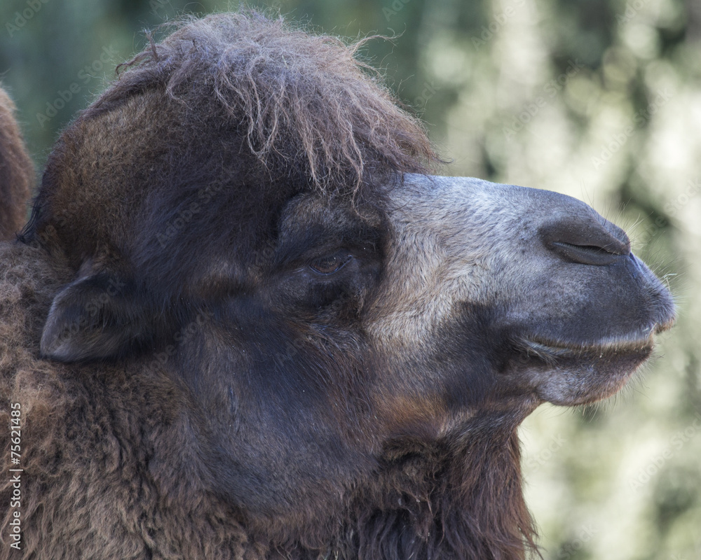 Bactrian Camel Close-up