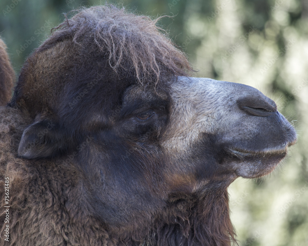 Obraz premium Bactrian Camel Close-up