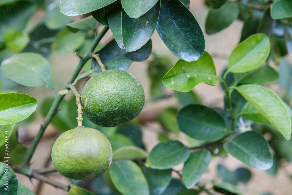 Lemon plant Lemon plant