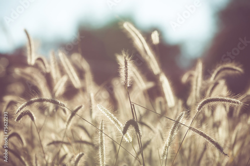 Flower grass filed with retro color tone