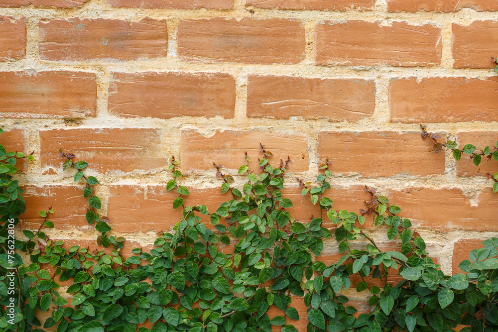 Leaf on brick wall background