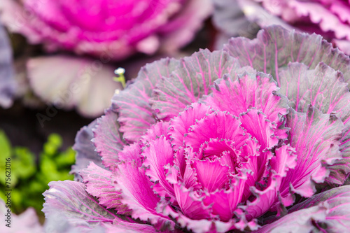 Purple lettuce plant