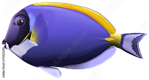 Fish