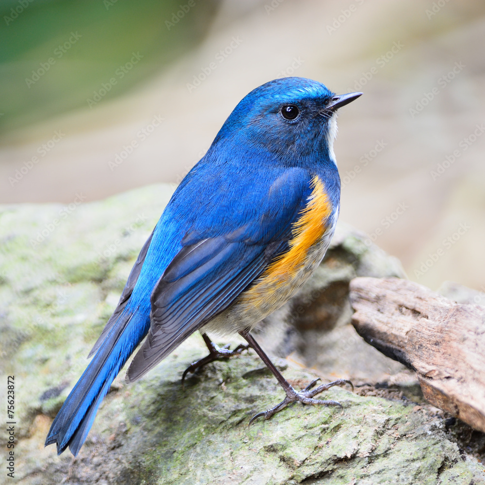 male Himalayan Bluetail