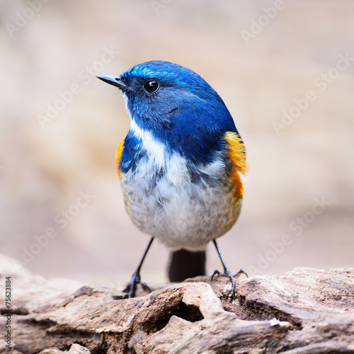 male Himalayan Bluetail photo