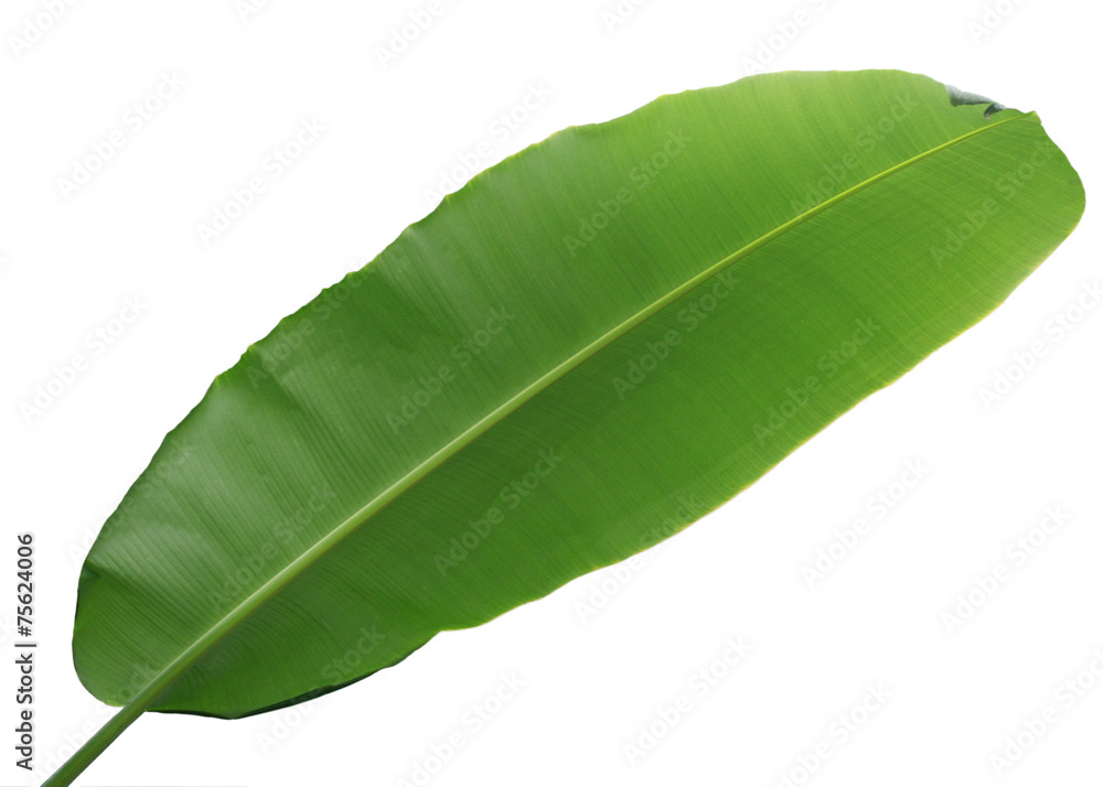 Obraz premium Wrong Side of Banana Leaf