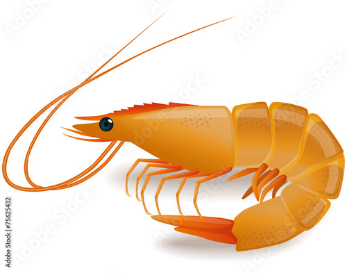 Cooked tiger shrimp isolated on white background