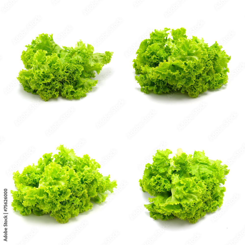 Lettuce isolated on white background Lettuce isolated on white background