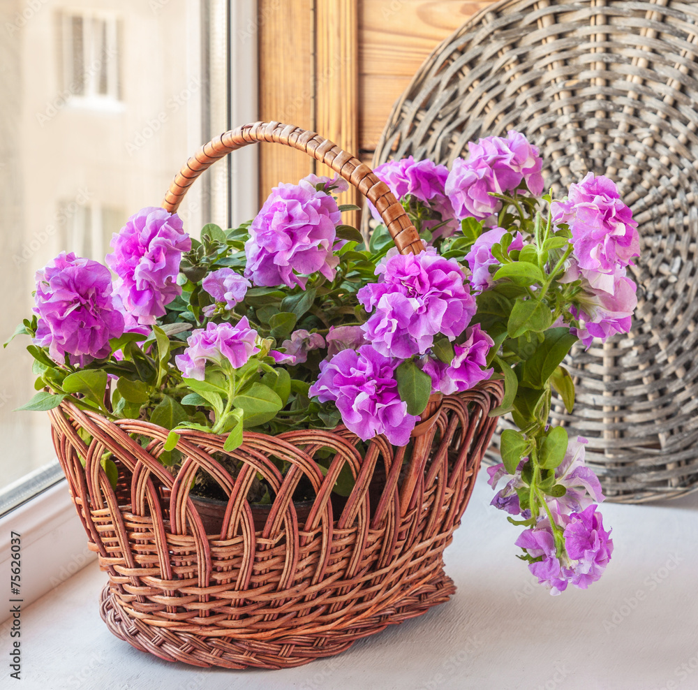 Double petunia in a basket on window Double petunia in a basket on window
